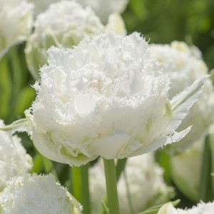 Tulpe "Snow Crystal"